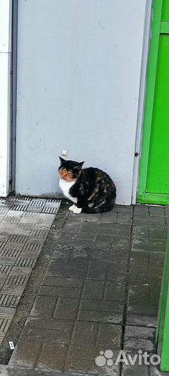 Красотка ищет дом