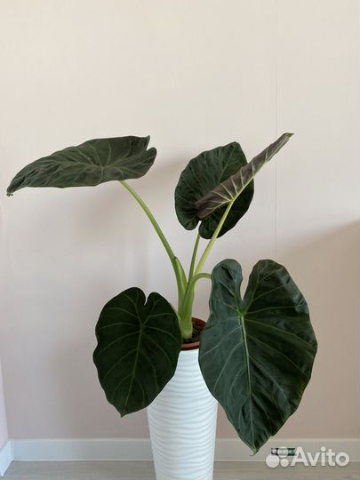 Сансевиерия, Алоказия, Драцена