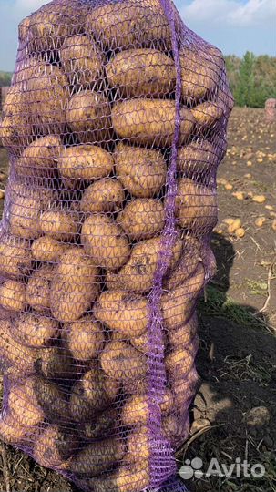 Продам картофель и лук