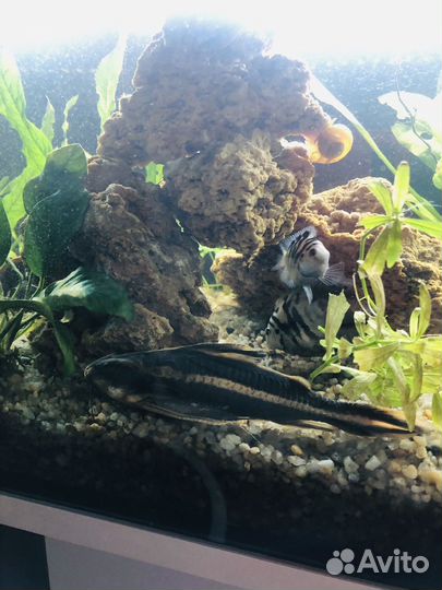 Камень песчаник в аквариум, грот