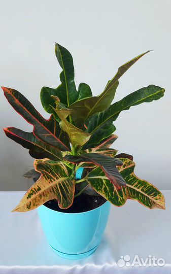 Шефлера Кротон Аглаонема Авокадо и др