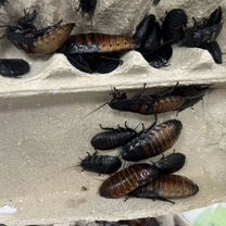 Мадагаскарские тараканы