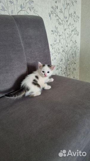 Вам нужен пушистый друг