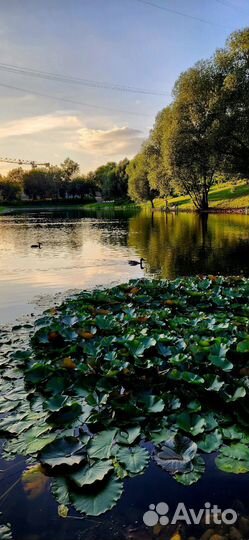 Передержка животных