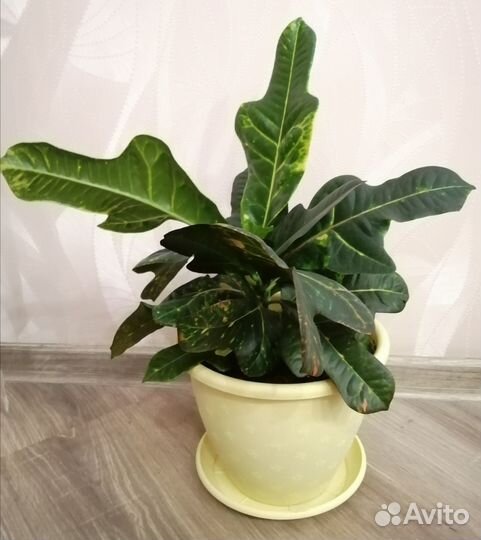 Кодиеум кротон экселент