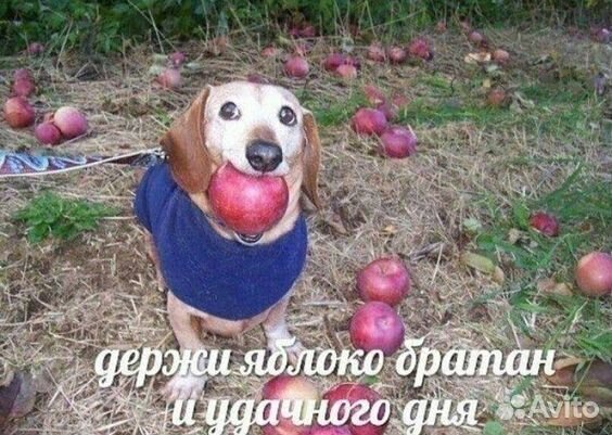 Резерв шляйхи