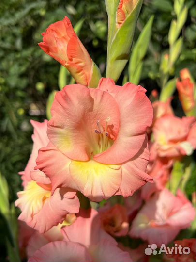 Цветы гладиолусы