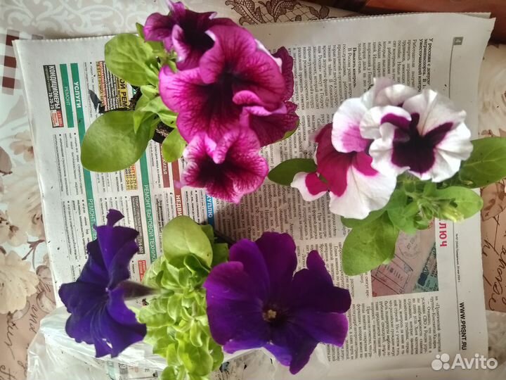Рассада петуньи