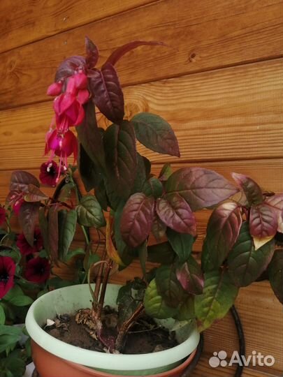 Укорененные черенки фуксия и колеус