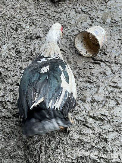 Селезни тяжелой кросс