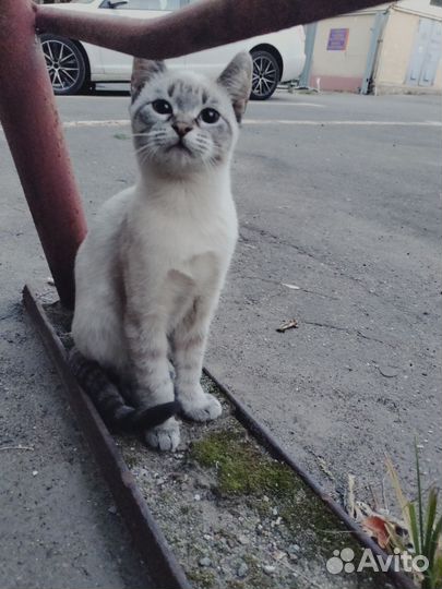 Метис тайской кошечки, живёт на улице