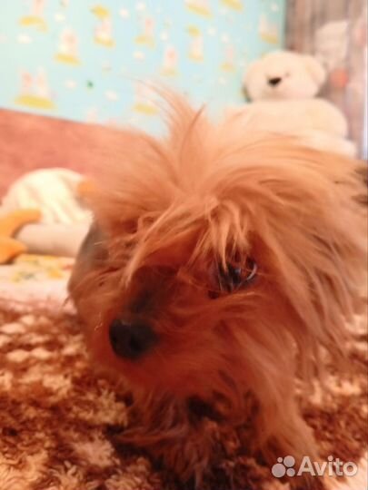 Собака в добрые руки отдам бесплатно