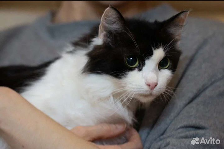 Пушистое облачко Шарлиз в добрые руки