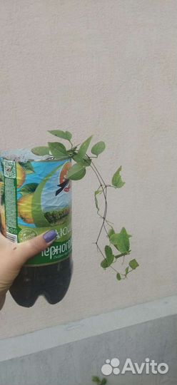 Саженцы клематиса