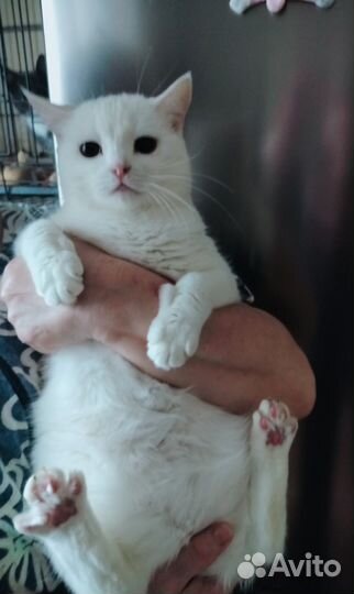 Котик в добрые руки