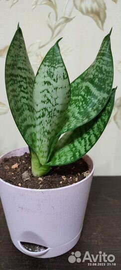 Сансевиерия ханни