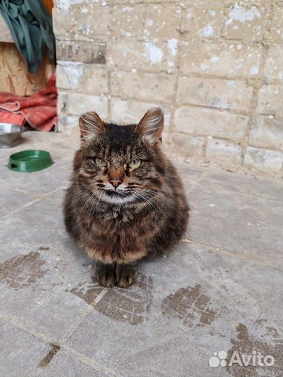 Кошки бесплатно