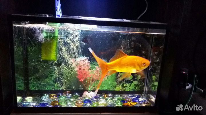 Аквариум