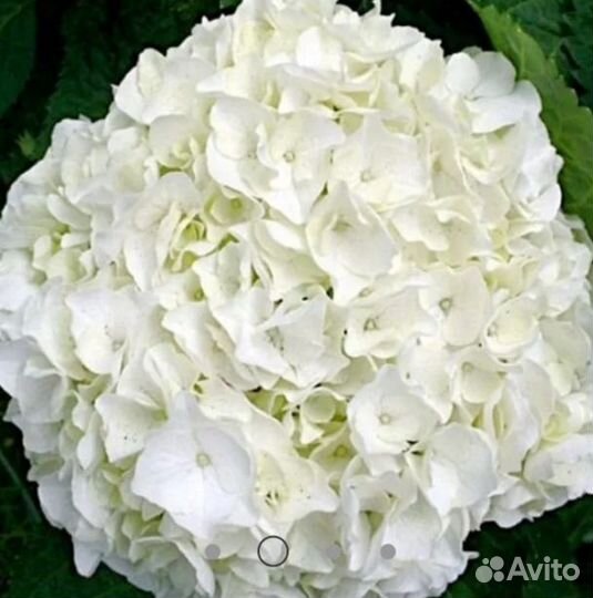 Гортензия крупнолистная в горшке, ремонтантная