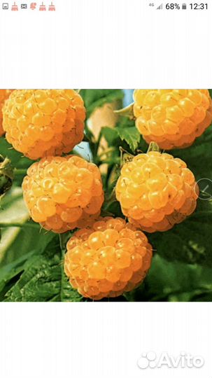 Саженцы малины 