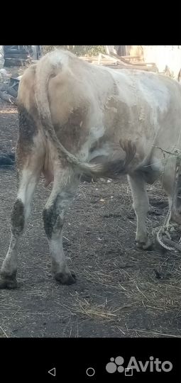 Корова тёлка бычок