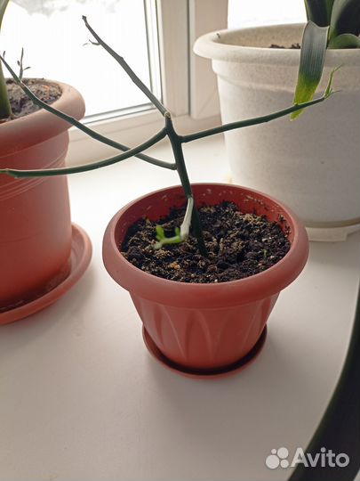 Молочай тирукалли