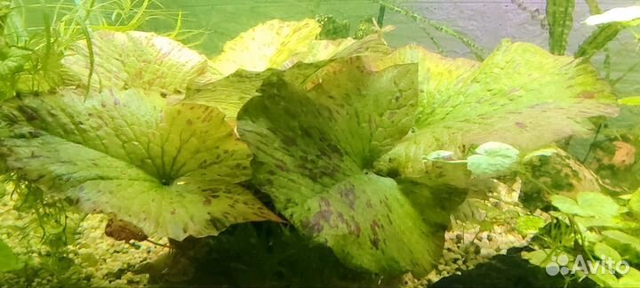 Нимфея тигровая