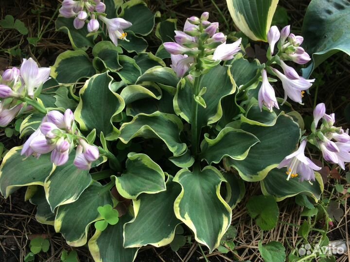 Хоста растение