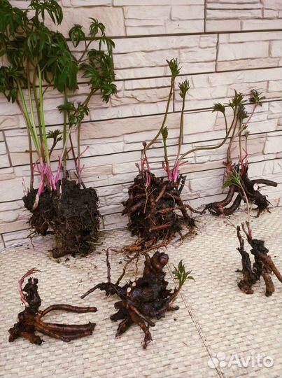 Пионы делянки жёлтые Гарден, белые,доставка