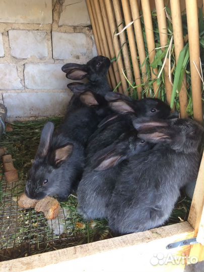 Продам кроликов