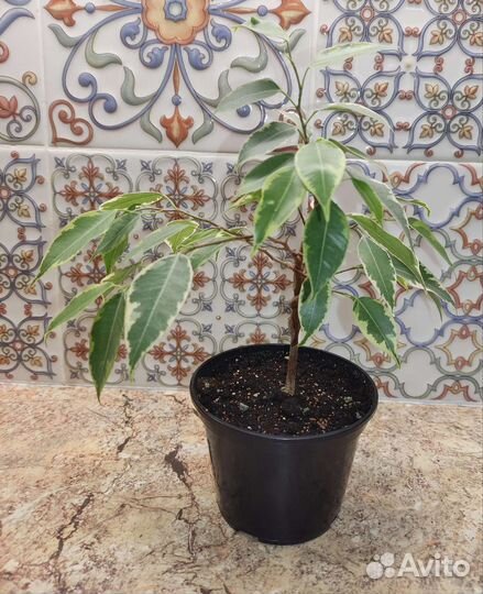 Фикус бенджамина плетеный