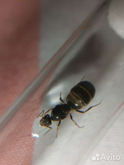 Муравьиные матки Lasius Niger/Чёрный садовый