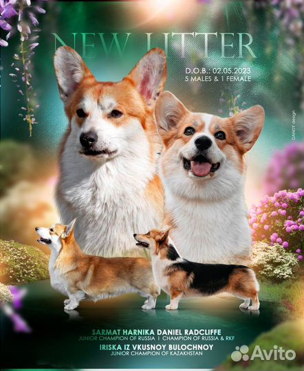 Вельштерьер