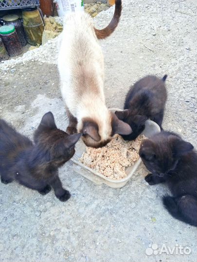 Котята сиамские кошечки