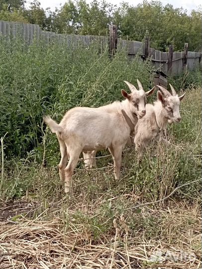 Козлята