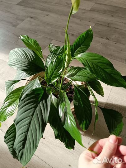 Комнатные цветы