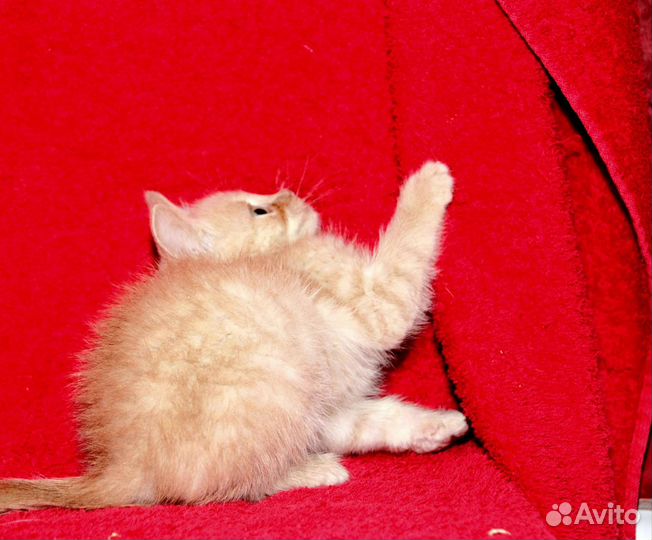 Рыжуля в поисках семьи