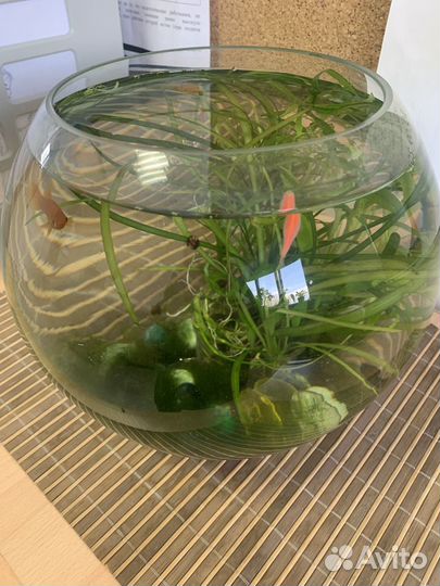 Аквариум с рыбками