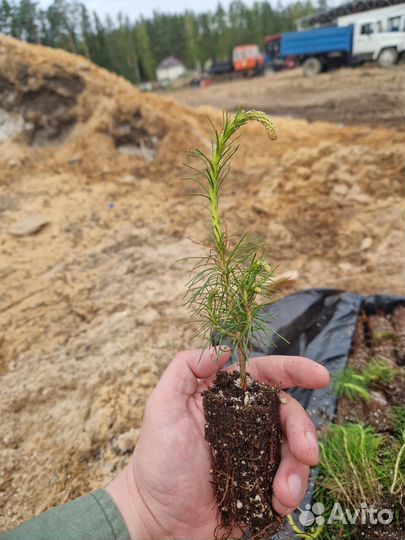 Сеянцы ели зкс опт