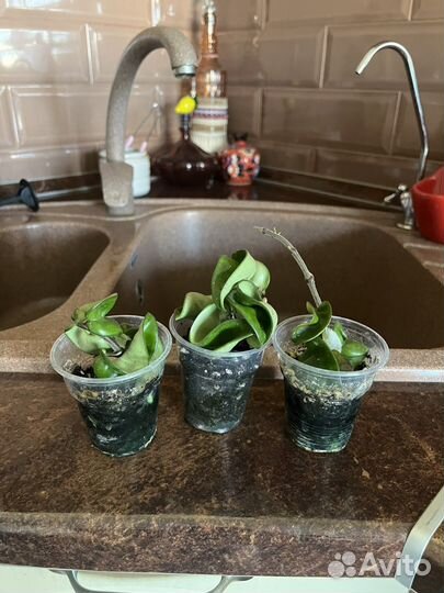 Хойя компакта