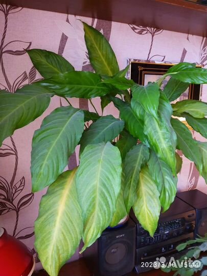 Спатифиллум