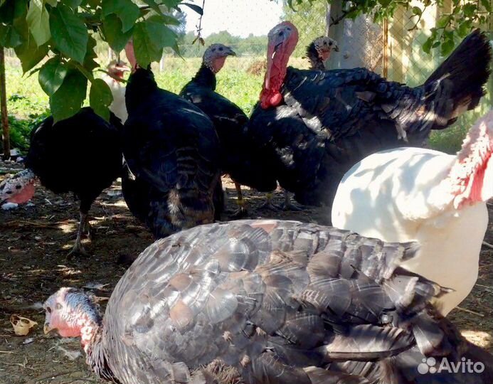 Индюшки индейка