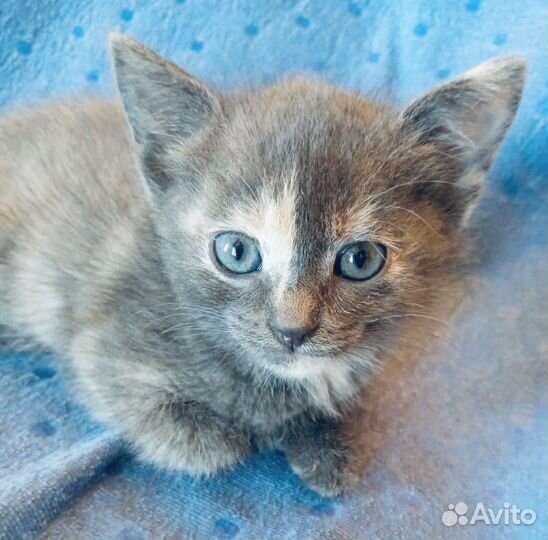 Куколка Котенок Шейла ищет мам и пап