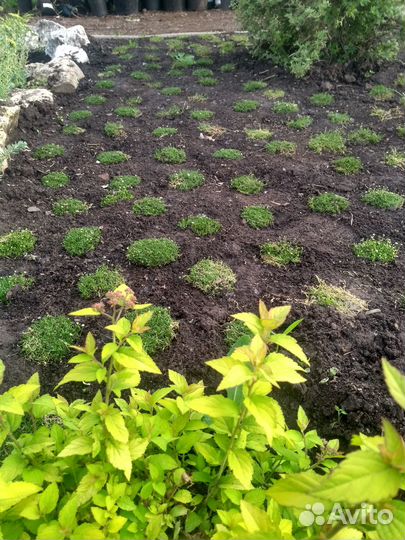 Низкорослый газон - Аlena.park