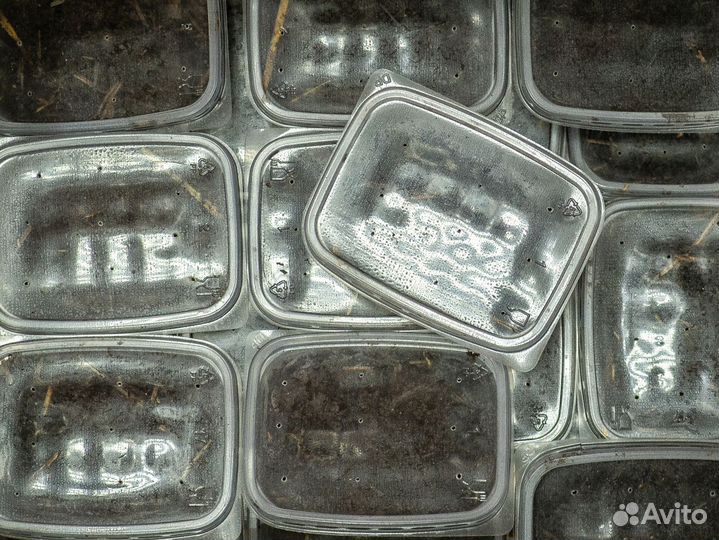 Черви для рыбалки в ассортименте