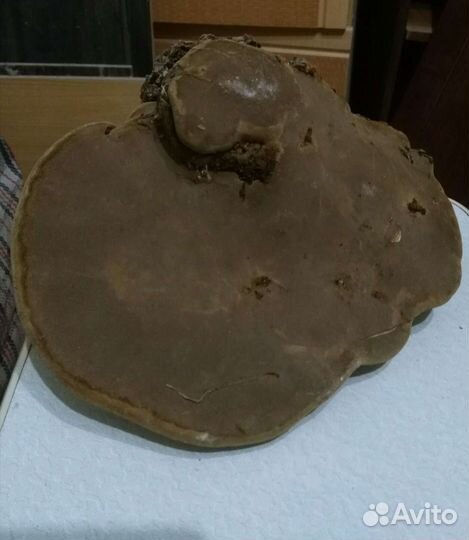 Гриб Трутовик продам