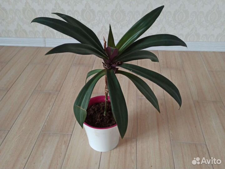 Красавица рэо