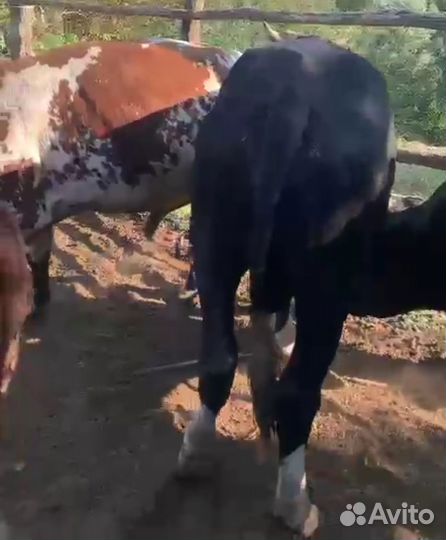 Быки живым весом на докорм