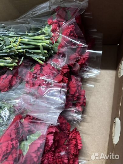 Гвоздика оптом