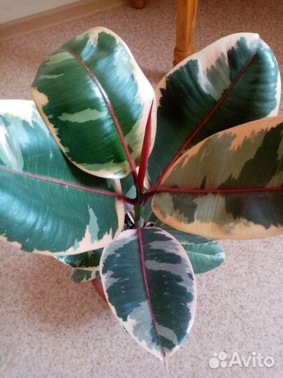 Фикус каучуконосный